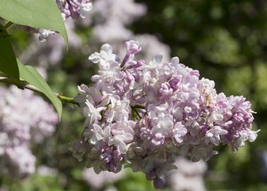 Çiçek açan ortak Syringa vulgaris leylak çalı çeşitleri. Bir demet çiçekle bahar manzarası. Yumuşak odaklama
