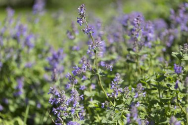 Nane çiçeği, mor çiçekler, çayır bitkileri, yeşil çim, Güneşli gün, bahar
