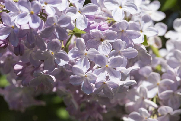 Floração Lilás Comum Dia Primavera Ensolarado Foco Suave Close Macro — Fotografia de Stock