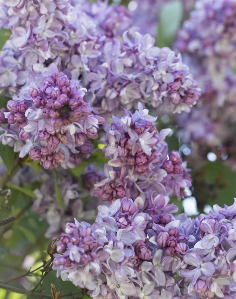 Blooming Lilac Ordinary Sunny Spring Day Soft Focus Close Macro — Stock Photo, Image