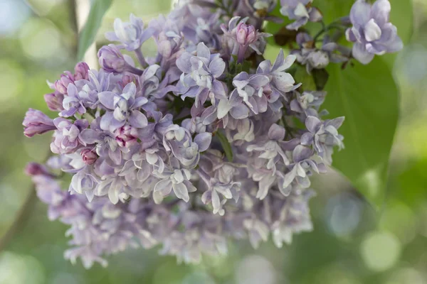 Blossoming Common Syringa Vulgaris Lilacs Bush Cultivar Springtime Landscape Bunch — Stock Photo, Image