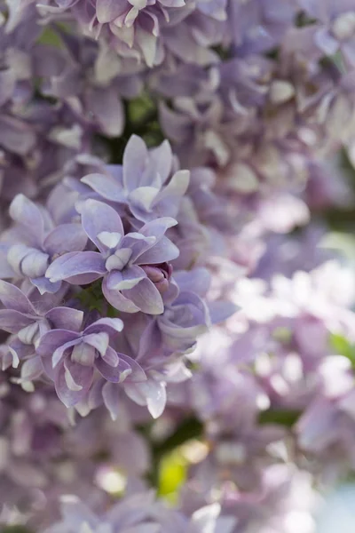 Blossoming Common Syringa Vulgaris Lilacs Bush Cultivar Springtime Landscape Bunch — Stock Photo, Image