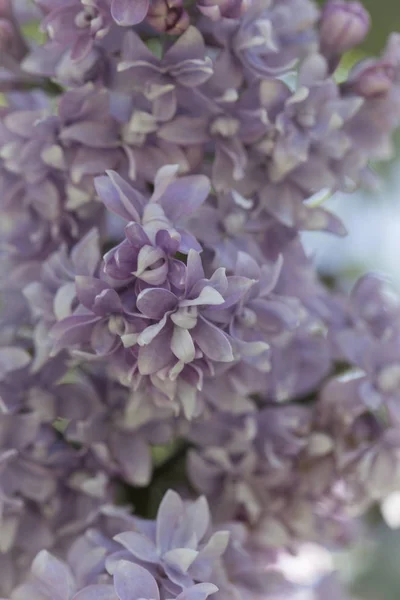 Floração Comum Syringa Vulgaris Lilacs Cultivar Arbusto Paisagem Primavera Com — Fotografia de Stock