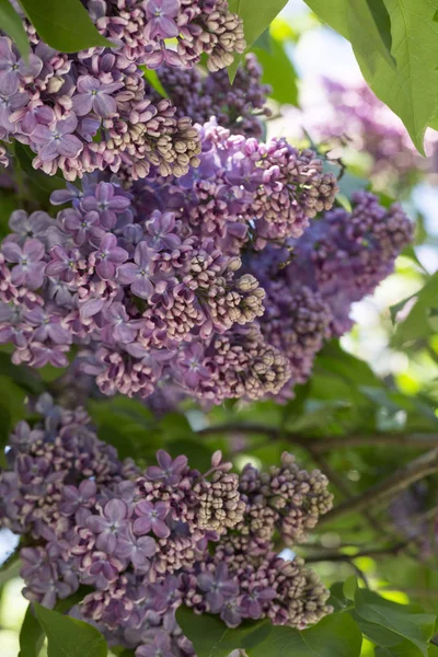 Blossoming Common Syringa Vulgaris Lilacs Bush Cultivar Springtime Landscape Bunch — Stock Photo, Image