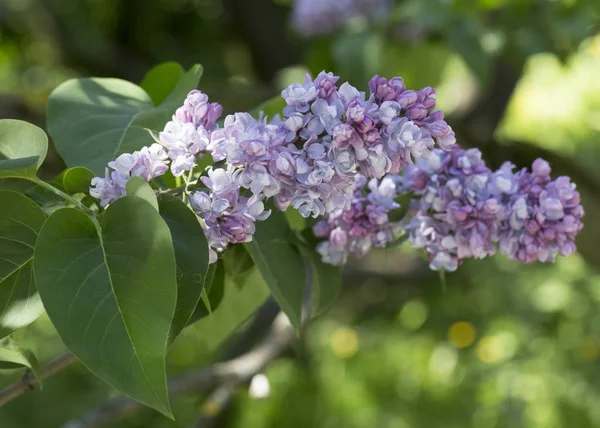 一般的なシリガリライラックブッシュ品種を開花 柔らかい花の束と春の風景 ソフトフォーカス — ストック写真