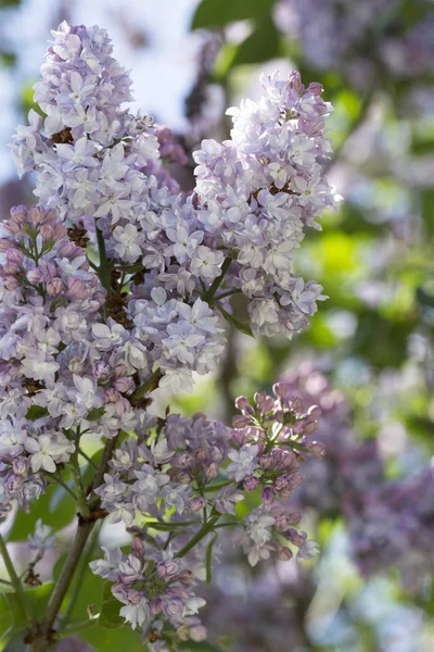 一般的なシリガリライラックブッシュ品種を開花 柔らかい花の束と春の風景 ソフトフォーカス — ストック写真