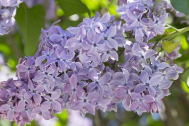 Çiçek açan ortak Syringa vulgaris leylak çalı çeşitleri. Bir demet çiçekle bahar manzarası. Yumuşak odaklama