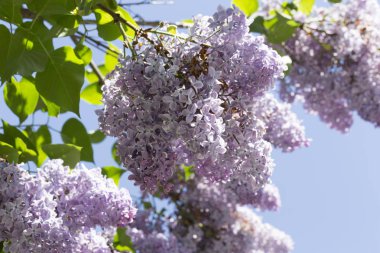 Çiçek açan ortak Syringa vulgaris leylak çalı çeşitleri. Bir demet çiçekle bahar manzarası. Yumuşak odaklama
