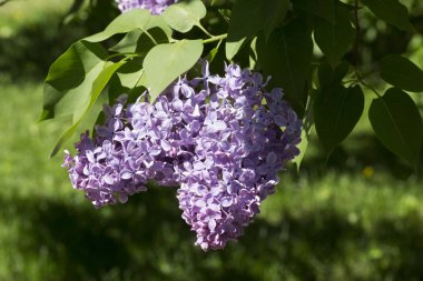 Çiçek açan ortak Syringa vulgaris leylak çalı çeşitleri. Bir demet çiçekle bahar manzarası. Yumuşak odaklama