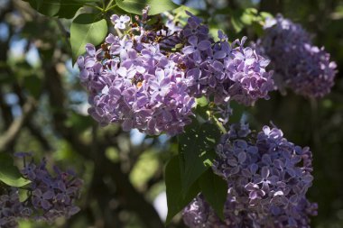 Çiçek açan ortak Syringa vulgaris leylak çalı çeşitleri. Bir demet çiçekle bahar manzarası. Yumuşak odaklama