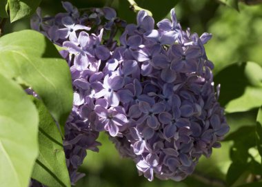 Çiçek açan ortak Syringa vulgaris leylak çalı çeşitleri. Bir demet çiçekle bahar manzarası. Yumuşak odaklama