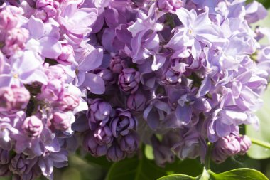 Çiçek açan ortak Syringa vulgaris leylak çalı çeşitleri. Bir demet çiçekle bahar manzarası. Yumuşak odaklama