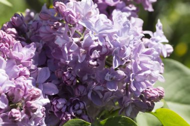 Çiçek açan ortak Syringa vulgaris leylak çalı çeşitleri. Bir demet çiçekle bahar manzarası. Yumuşak odaklama