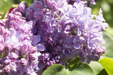 Çiçek açan ortak Syringa vulgaris leylak çalı çeşitleri. Bir demet çiçekle bahar manzarası. Yumuşak odaklama
