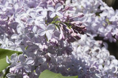 Çiçek açan ortak Syringa vulgaris leylak çalı çeşitleri. Bir demet çiçekle bahar manzarası. Yumuşak odaklama