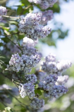 Çiçek açan ortak Syringa vulgaris leylak çalı çeşitleri. Bir demet çiçekle bahar manzarası. Yumuşak odaklama