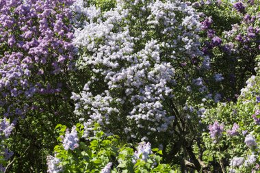 Çiçek açan ortak Syringa vulgaris leylak çalı çeşitleri. Bir demet çiçekle bahar manzarası. Yumuşak odaklama