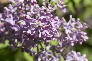 Çiçek açan ortak Syringa vulgaris leylak çalı çeşitleri. Bir demet çiçekle bahar manzarası. Yumuşak odaklama