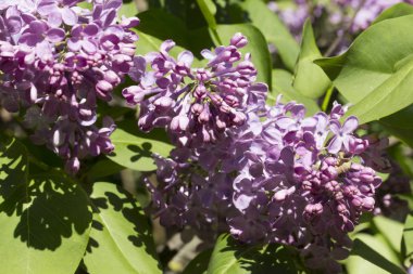 Çiçek açan ortak Syringa vulgaris leylak çalı çeşitleri. Bir demet çiçekle bahar manzarası. Yumuşak odaklama