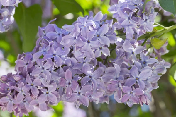 Çiçek açan ortak Syringa vulgaris leylak çalı çeşitleri. Bir demet çiçekle bahar manzarası. Yumuşak odaklama