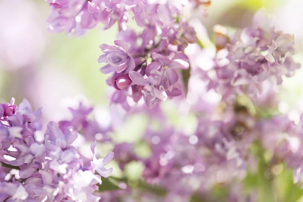 Çiçek açan ortak Syringa vulgaris leylak çalı çeşitleri. Bir demet çiçekle bahar manzarası. Yumuşak odaklama