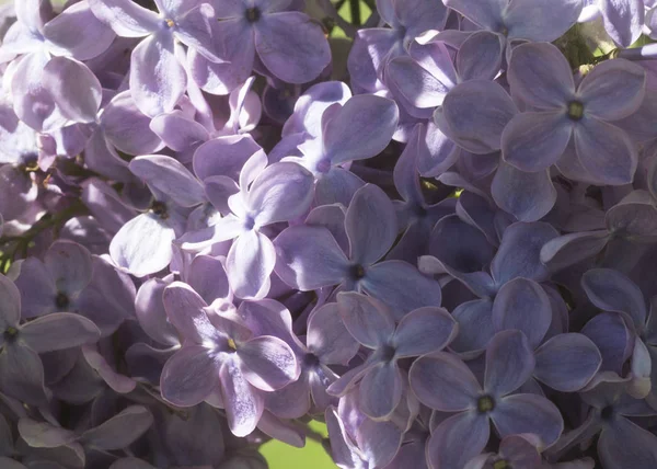 Çiçek açan ortak Syringa vulgaris leylak çalı çeşitleri. Bir demet çiçekle bahar manzarası. Yumuşak odaklama