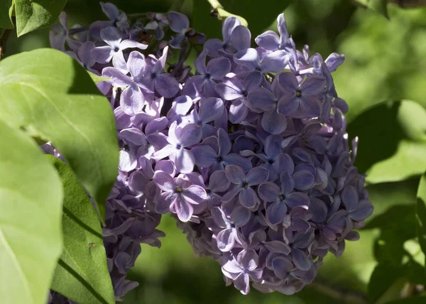 Çiçek açan ortak Syringa vulgaris leylak çalı çeşitleri. Bir demet çiçekle bahar manzarası. Yumuşak odaklama