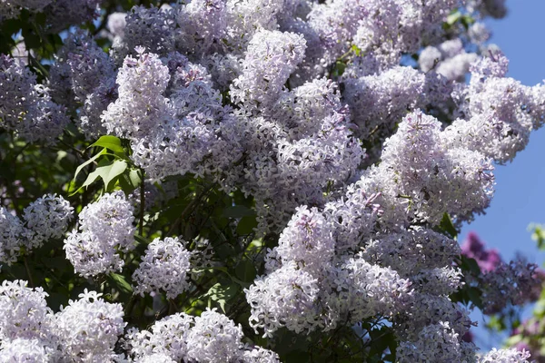 Kwitnących Pospolitych Bzy Krzew Pospolity Wiosna Krajobraz Wiązka Kwiatów Przetargu — Zdjęcie stockowe