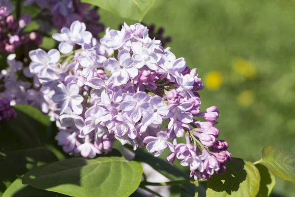 Çiçek açan ortak Syringa vulgaris leylak çalı çeşitleri. Bir demet çiçekle bahar manzarası. Yumuşak odaklama