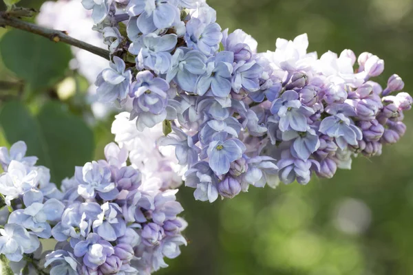 Floração Comum Syringa Vulgaris Lilacs Cultivar Arbusto Paisagem Primavera Com — Fotografia de Stock