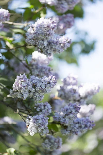 Çiçek açan ortak Syringa vulgaris leylak çalı çeşitleri. Bir demet çiçekle bahar manzarası. Yumuşak odaklama