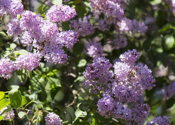 Florecimiento Común Syringa Vulgaris Lilacs Cultivar Arbusto Paisaje Primaveral Con — Foto de Stock