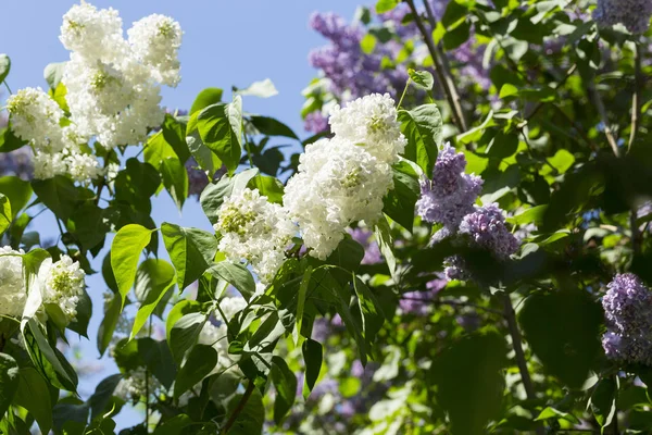 Çiçek açan ortak Syringa vulgaris leylak çalı çeşitleri. Bir demet çiçekle bahar manzarası. Yumuşak odaklama