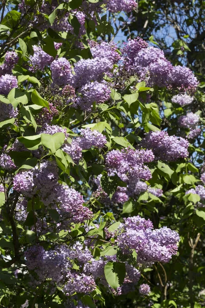 Çiçek açan ortak Syringa vulgaris leylak çalı çeşitleri. Bir demet çiçekle bahar manzarası. Yumuşak odaklama