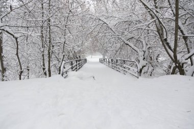 Soğuk bir kış gününde Park'ta karla kaplı ağaçlar