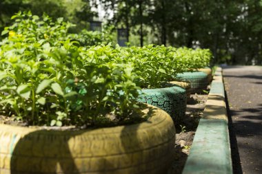Yeşil bitkiler ile Moskova bahçesinde Şehir el yapımı çiçek yatağı