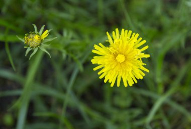 yeşil çim ile karahindiba, closeup, güneşli bahar gününde yumuşak odak