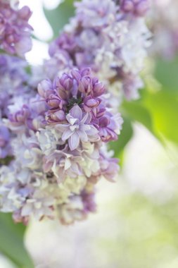 Narin mor leylak çiçekler, Syrnga, yumuşak odak, yakın çekim, makro