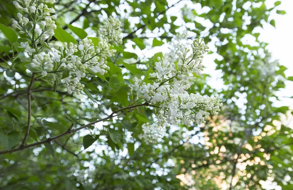 Blooming Lila Bush Egy Napsütéses Tavaszi Napon — Stock Fotó