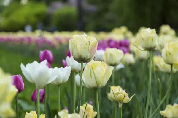 Цветущие Нежные Желтые Розовые Тюльпаны Солнечный Летний День — стоковое фото