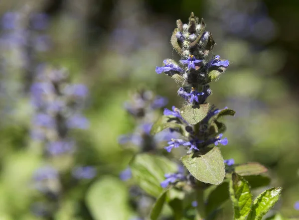 Mint flower blossoming on flower bed with green grass in spring sunny day on blurred background