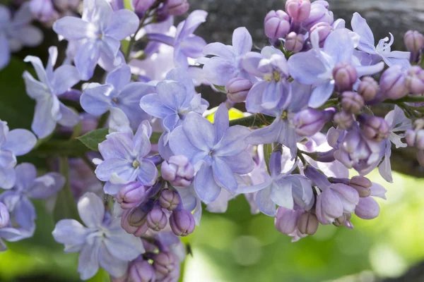 Delikatne Fioletowe Kwiaty Liliowca Syrnga Miękka Ostrość Zbliżenie Makro — Zdjęcie stockowe