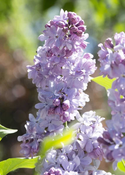 繊細な紫色のライラックの花 シルンガ ソフトフォーカス クローズアップ マクロ — ストック写真