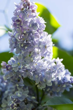 Şehir parkında güneşli bir bahar günü çiçek açan leylak şırıngası. Moskova, Rusya