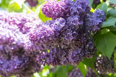 Bush  blooming lilac syringa Sunny spring day in the city Park. Moscow, Russia clipart