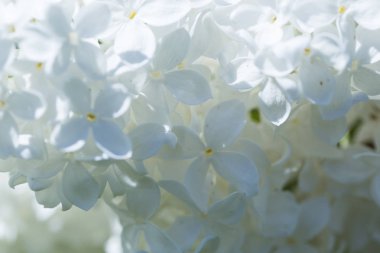 Çiçek açan leylak çiçekleri yumuşak bir odak noktasında güneşli bir bahar gününde bulanık bir arkaplanda güzel bir ışık deseni ve gölgede bulanık bir zemin üzerinde. Moskova, Rusya