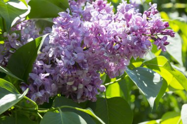 Şehir parkında güneşli bir bahar günü çiçek açan leylak şırıngası. Moskova, Rusya