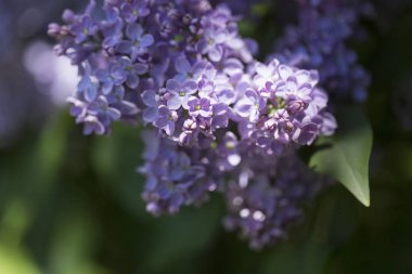 Şehir parkında güneşli bir bahar günü çiçek açan leylak şırıngası. Moskova, Rusya