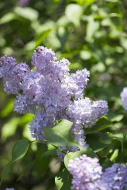 Şehir parkında güneşli bir bahar günü çiçek açan leylak şırıngası. Moskova, Rusya