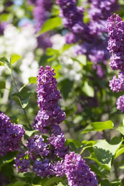 Şehir parkında güneşli bir bahar günü çiçek açan leylak şırıngası. Moskova, Rusya